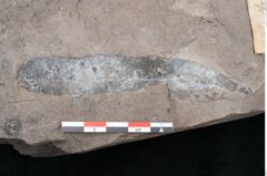 Foto (Detailansicht) von Laurus princeps Heer (NHMW-GEO-2024-0188-7994)